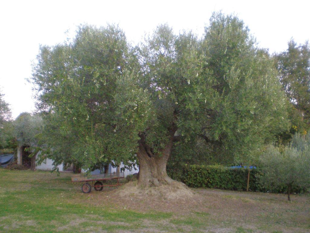 Trecentolivi B&B Montignano Exterior photo